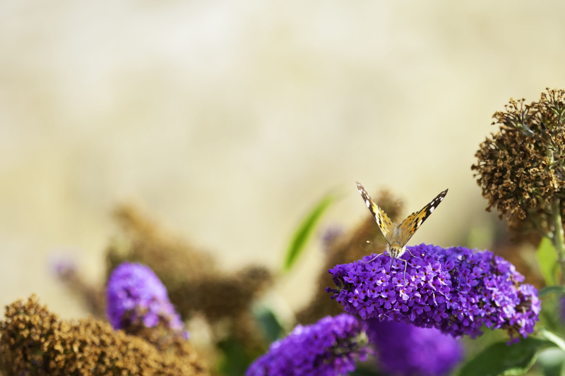 Willowherbmacro