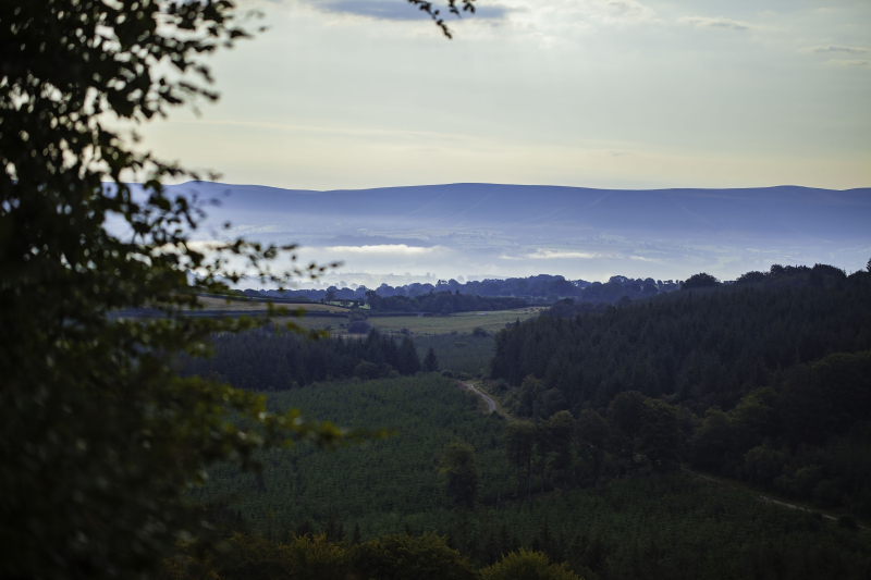 Earlymorningacross the forest