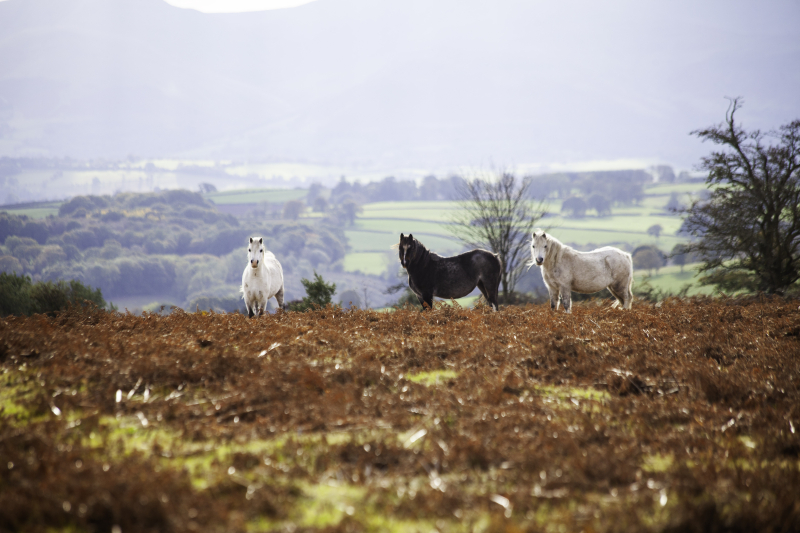 Threewildponies