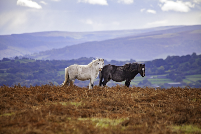 Threewildponies