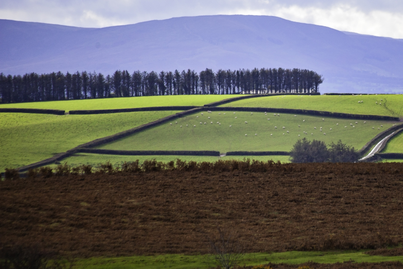 Treeline