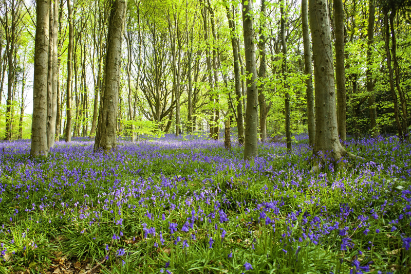 Bluebellview