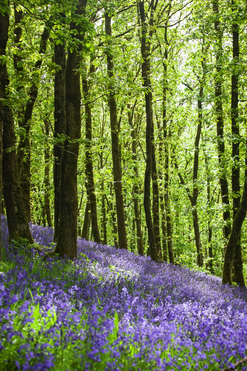 Bluebellpath