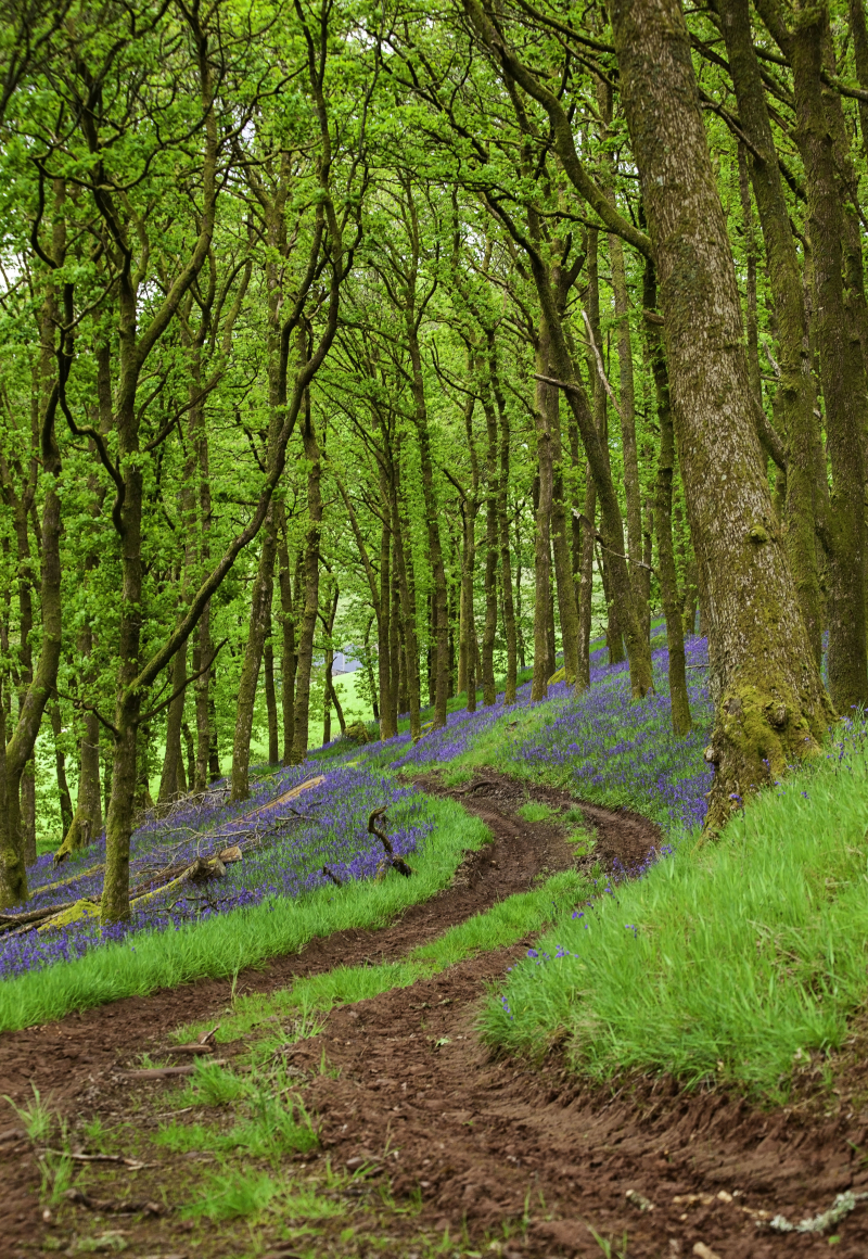 Bluebellpath