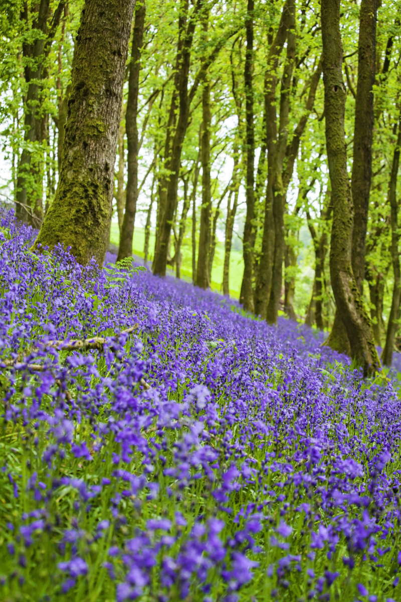 Bluebellpath