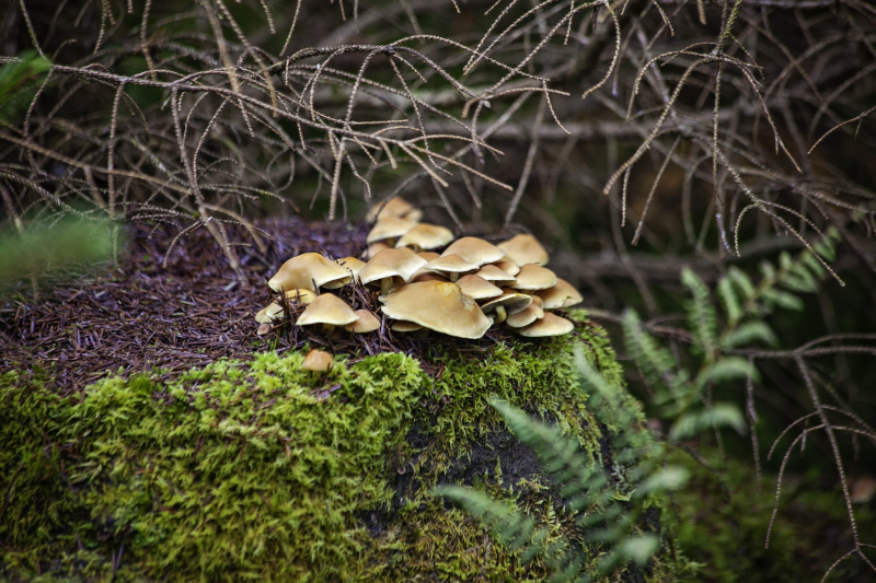 Toadstoolvillage